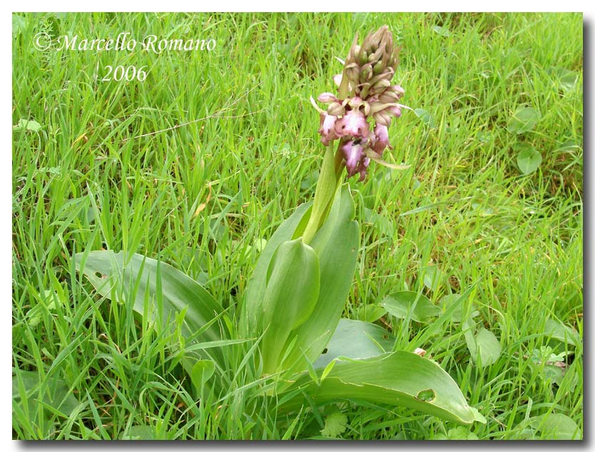 Barlia robertiana